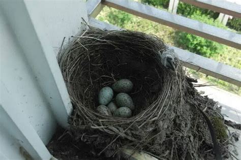 家裡有鳥築巢 風水|鳥巢風水：7日提升運勢